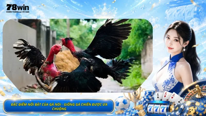 Đặc Điểm Nổi Bật Của Gà Nòi - Giống Gà Chiến Được Ưa Chuộng
